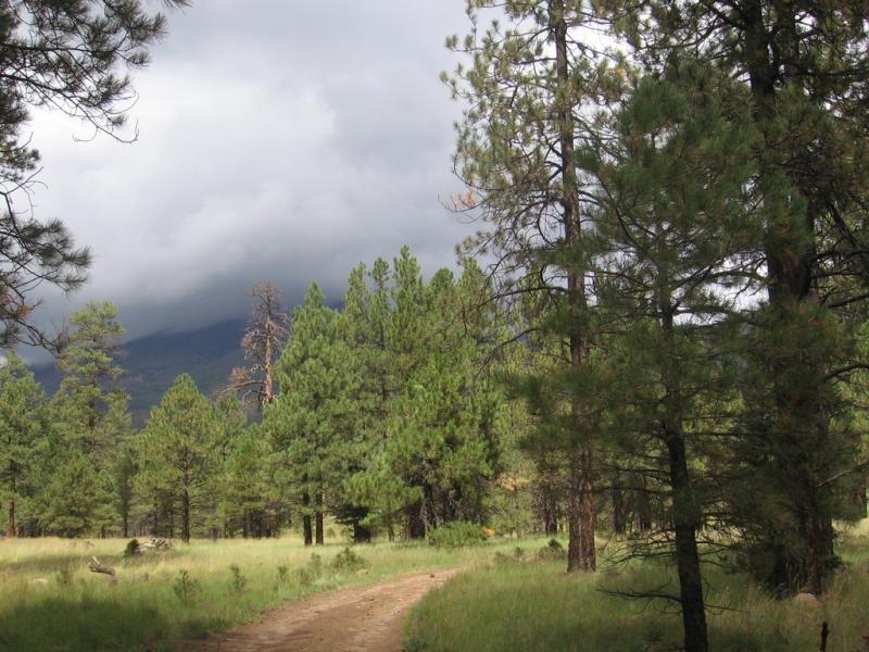 A dirt path winding through a dense forest of evergreen trees, with dark clouds looming overhead and mountains visible in the background. The scene captures a serene yet slightly moody atmosphere, typical of a cloudy day in nature. Schultz Creek mountain bike trail.