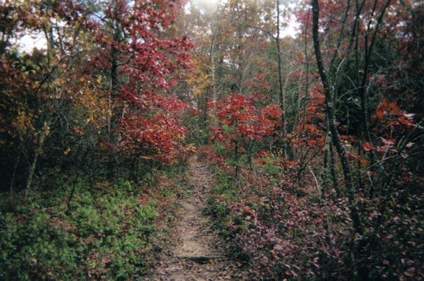A serene hiking trail surrounded by vibrant autumn foliage, featuring trees with red and orange leaves, leading into a wooded area. The path is slightly worn, suggesting frequent use, and is bordered by lush greenery. Soft light filters through the trees, creating a peaceful ambiance. Douglas State Forest mountain bike trail.