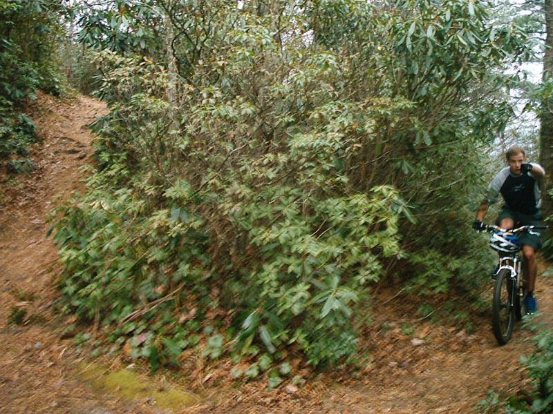 A person riding a mountain bike along a narrow, winding trail surrounded by greenery and bushes in a forested area. Kitsuma mountain bike trail.