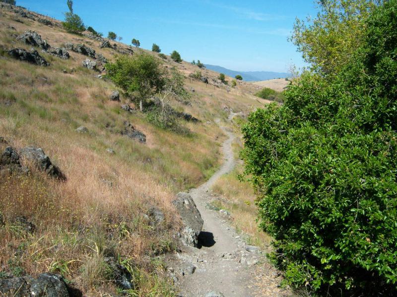 A dirt path winding through a grassy, rocky hillside, with scattered trees in the background under a clear blue sky. The landscape features dry golden grasses and patches of greenery. Santa Teresa Park mountain bike trail.