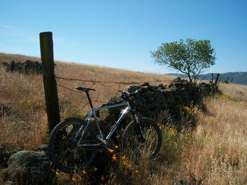 A silver mountain bike leaning against a stone wall, with a landscape of golden grass and wildflowers. A small tree is visible in the background under a clear blue sky. Santa Teresa Park mountain bike trail.