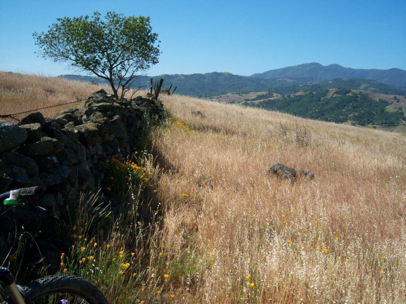 A picturesque rural landscape featuring a rocky stone wall lined with wildflowers, a lone tree, and rolling hills under a clear blue sky. In the foreground, part of a bicycle is visible on the left. The scene captures the beauty of nature and open fields. Santa Teresa Park mountain bike trail.