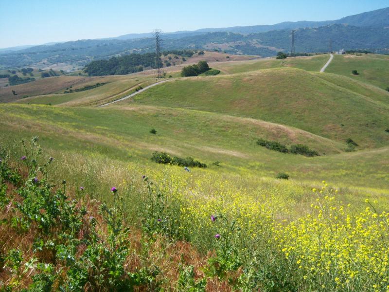 A scenic view of rolling hills covered in green grass and wildflowers under a clear blue sky. In the foreground, vibrant yellow and purple blossoms contrast with the lush greenery. Power lines stretch across the landscape, connecting to distant mountains in the background. Santa Teresa Park mountain bike trail.