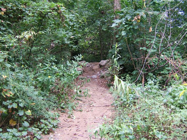 A narrow sandy path leads into a dense forest, flanked by lush greenery and bushes. Rocks are scattered along the trail, and the sunlight filters through the trees, creating a natural, serene environment. Buttermilk mountain bike trail.