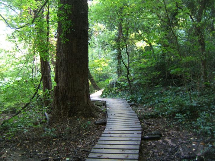 A winding wooden pathway through a lush green forest, with large trees and foliage surrounding it. Buttermilk mountain bike trail.