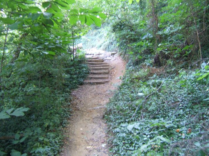 A winding dirt path through a lush green forest, featuring a set of stone steps leading upward. The surrounding area is dense with foliage, including various plants and trees, creating a natural and serene atmosphere. Buttermilk mountain bike trail.