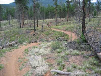 A winding dirt trail cuts through a forested area with tall pine trees and sparse vegetation. In the background, a cyclist can be seen riding along the path, surrounded by natural scenery. Buffalo Creek mountain bike trail.