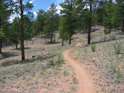 A dirt trail winding through a forested area, surrounded by green pine trees and sparse vegetation under a blue sky with scattered clouds. Buffalo Creek mountain bike trail.