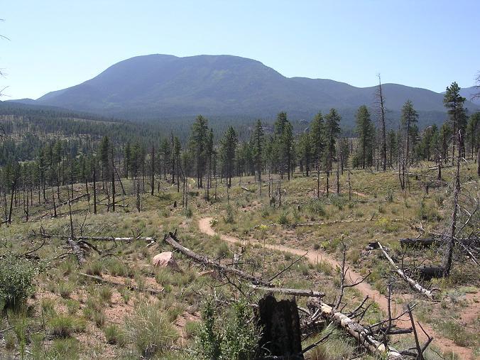 A scenic view of a mountainous landscape, featuring a prominent mountain in the background and a foreground of pine trees and grassy areas, with fallen logs scattered on the ground. A winding dirt path leads through the terrain under a clear blue sky. Buffalo Creek mountain bike trail.
