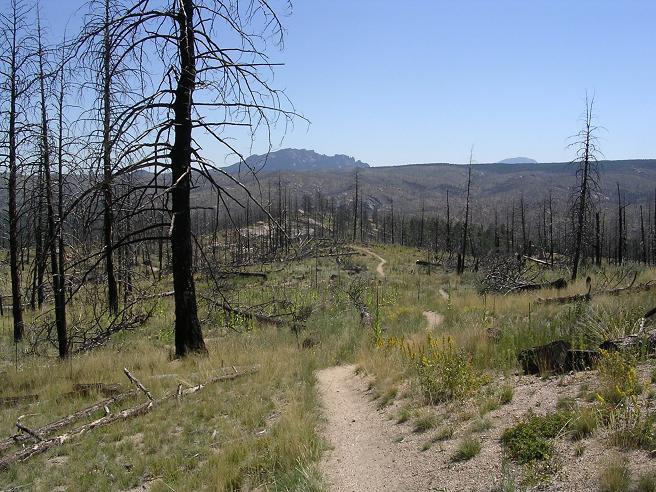 A landscape view of a forest recovering from a wildfire, featuring charred trees, grassy areas, and a winding path leading into the distance. The sky is clear and blue, and mountains are visible in the background. Buffalo Creek mountain bike trail.