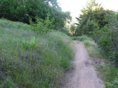 A natural landscape featuring a dirt path winding through lush greenery, with tall grass and scattered plants lining either side of the trail. The scene is illuminated by soft, natural light, suggesting a serene outdoor setting. Skyline Ridge mountain bike trail.