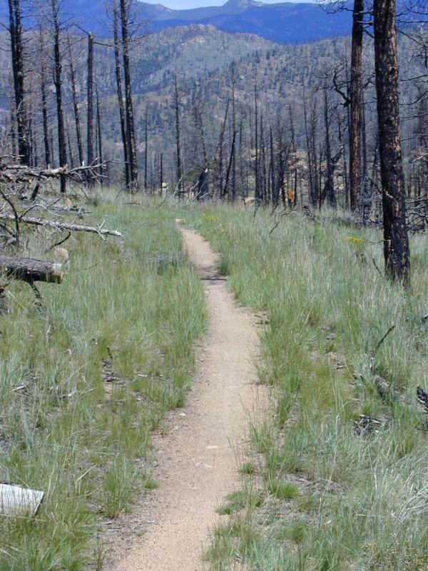 A narrow dirt path winds through a landscape marked by blackened trees and green grass, leading towards distant mountains under a clear blue sky. The scenery reflects the aftermath of a wildfire, with charred tree trunks in the foreground and a backdrop of rolling hills. Buffalo Creek mountain bike trail.