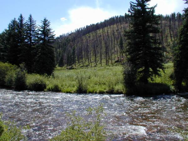 A serene landscape featuring a flowing river in the foreground, surrounded by lush greenery and tall coniferous trees. In the background, a gently sloping hill is visible, partially covered with sparse vegetation and standing dead trees, indicating a past disturbance. The sky is bright with scattered clouds. Buffalo Creek mountain bike trail.