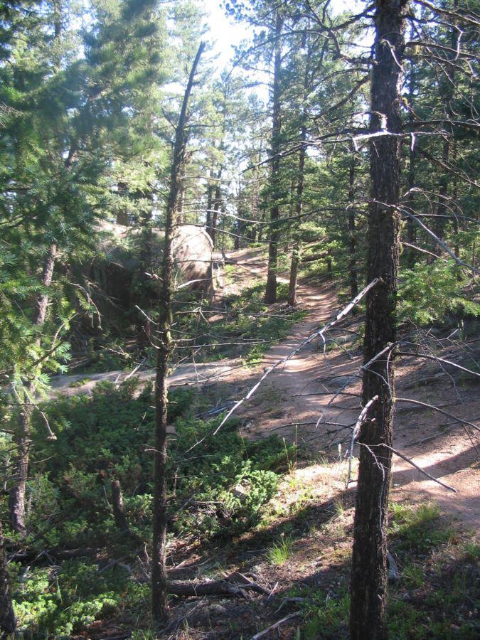A scenic forest path winding through tall pine trees, with sunlight filtering through the foliage. The path is flanked by lush greenery and rocky outcrops, creating a tranquil natural environment. Buffalo Creek mountain bike trail.
