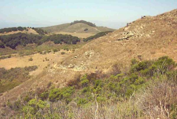 A panoramic view of undulating hills and grassy slopes, characterized by patches of green vegetation and scattered rocky outcrops under a clear blue sky. The landscape features a mix of dry and lush areas, indicating a diverse ecosystem. Montana De Oro mountain bike trail.