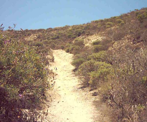 A dirt trail winding uphill through dry shrubbery and grass, with a clear blue sky above. Montana De Oro mountain bike trail.
