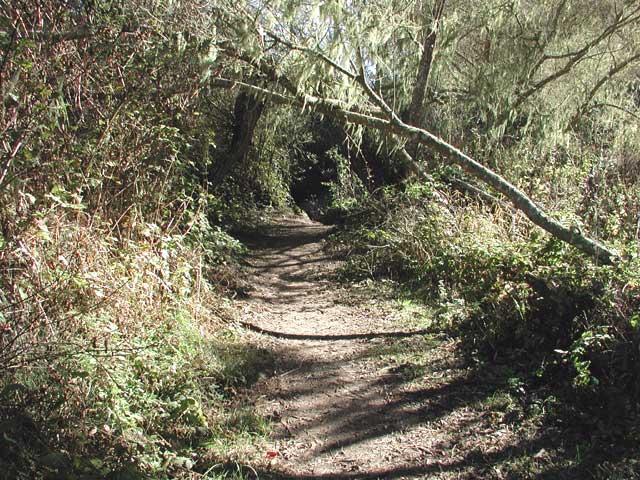A narrow dirt path winding through a lush, green forest, surrounded by dense foliage and overhanging branches, creating a natural tunnel effect. The sunlight filters through the trees, illuminating the scene and highlighting the earthy tones of the path. Montana De Oro mountain bike trail.