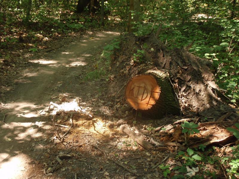 A dirt path winding through a densely wooded area, with a freshly cut tree stump displaying the letters "KDF" carved into its surface. Surrounding the stump are fallen leaves, twigs, and patches of sunlight filtering through the trees. John Muir Trails mountain bike trail.