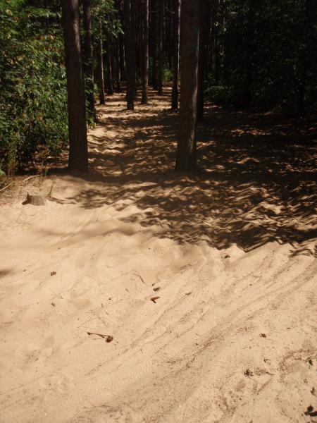 A sandy path winding through a forest of tall trees, with soft shadows cast on the ground. The area is rich in greenery, with sunlit spots illuminating the sandy surface. John Muir Trails mountain bike trail.