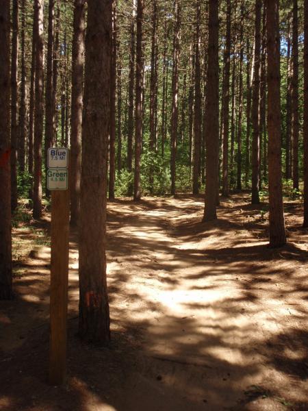 A dirt path winding through a dense forest of tall pine trees, with a wooden post near the trail junction displaying signs for blue and green marked trails. Sunlight filters through the tree canopy, casting shadows on the ground. John Muir Trails mountain bike trail.