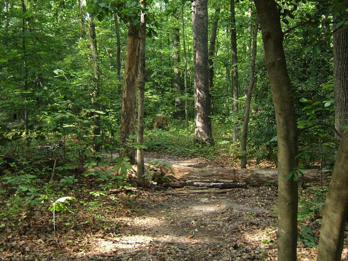 A serene forest pathway surrounded by tall trees, with sunlight filtering through the green foliage. The ground is covered with leaves and a fallen log crosses the path, inviting exploration into the lush woodland. Powhite Park mountain bike trail.