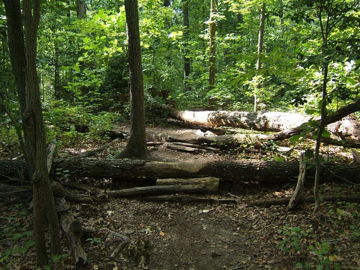 A dense forest scene featuring tall trees and lush greenery. The ground is covered with leaves, and several fallen logs create a natural barrier across a narrow path. Sunlight filters through the tree canopy, illuminating sections of the forest floor. Powhite Park mountain bike trail.