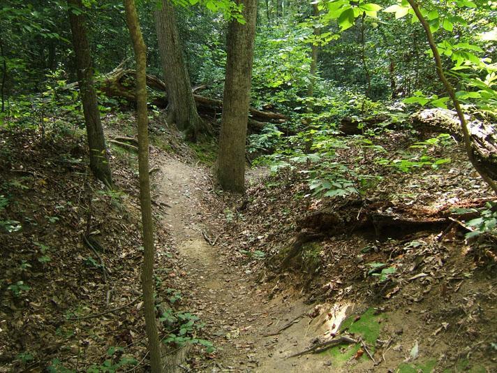 A narrow dirt path winding through a dense forest, flanked by tall trees and lush green vegetation. Fallen logs and leaves cover the ground, creating a natural, serene environment. Powhite Park mountain bike trail.