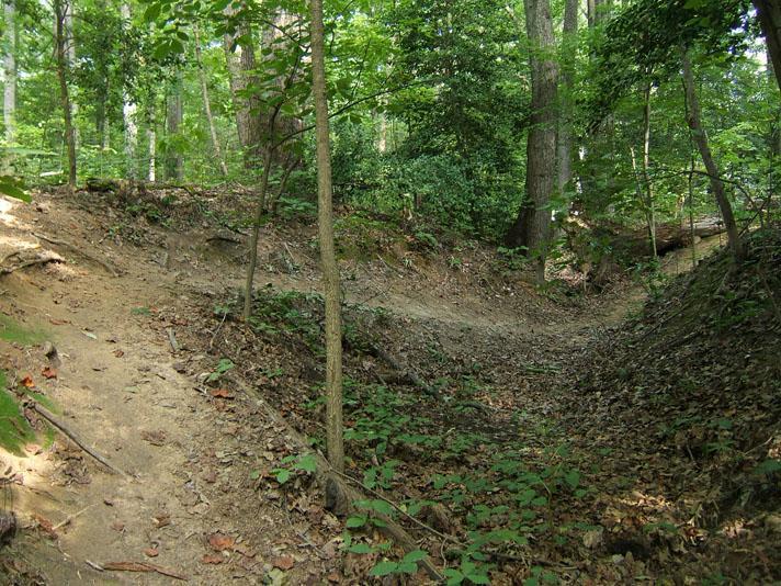 A winding dirt path through a lush green forest, surrounded by tall trees and scattered leaves on the ground. The scene captures a serene and natural setting, inviting exploration. Powhite Park mountain bike trail.