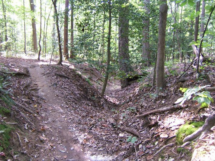 A sunlit forest path winding through a wooded area, with earthy trails flanked by trees and scattered leaves. The terrain features gentle slopes and a small, descending embankment, creating a natural and serene atmosphere. Powhite Park mountain bike trail.