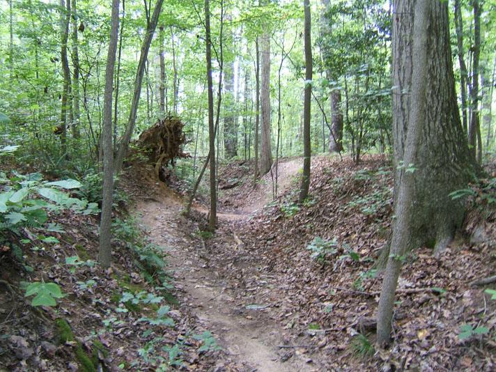 A winding dirt path surrounded by lush green trees and foliage. The ground is covered in fallen leaves, and there is a visible area where a tree has been uprooted, creating uneven terrain. The scene depicts a serene forest environment with natural light filtering through the leaves. Powhite Park mountain bike trail.