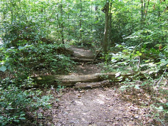 A serene woodland scene featuring a narrow dirt path winding through lush green foliage, with fallen logs marking the trail. Sunlight filters through the dense trees, creating a peaceful atmosphere in the forest. Powhite Park mountain bike trail.