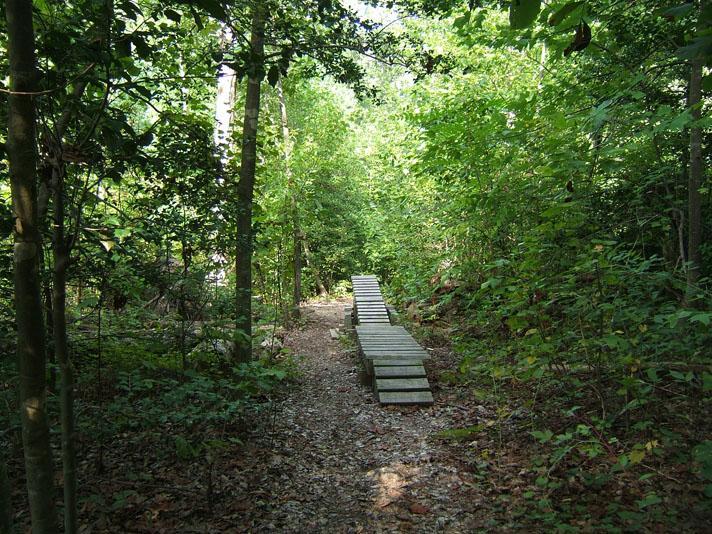 A narrow, winding path through a lush green forest, featuring a wooden boardwalk that leads deeper into the foliage. The surrounding trees and underbrush are vibrant and dense, creating a serene and natural atmosphere. Powhite Park mountain bike trail.