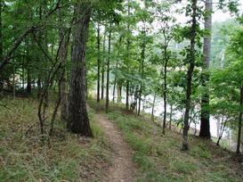 A narrow dirt path winds through a dense forest, with tall trees and lush green foliage on either side. The path leads towards a body of water visible through the trees, creating a serene natural setting. Hickory Knob State Park mountain bike trail.
