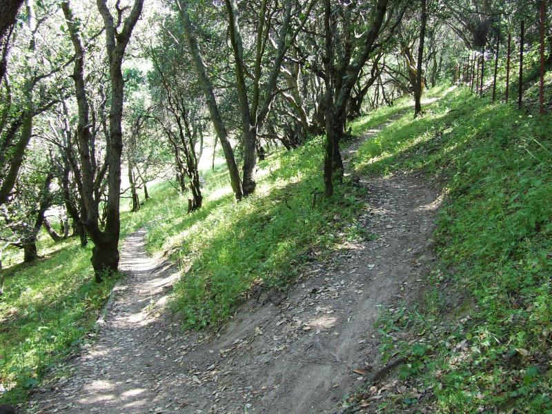 A sunlit pathway winding through a lush green forest, with trees on either side. The ground is covered in grass and leaves, and the trail appears slightly inclined, leading in two directions. Rockville Park mountain bike trail.