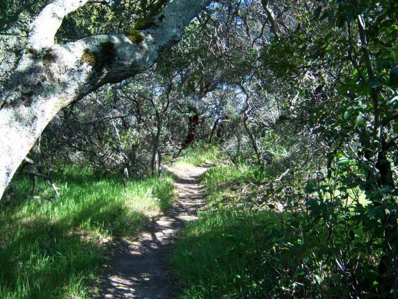 A narrow dirt path winding through a lush, green forest, bordered by trees and overgrown foliage. Sunlight filters through the branches, creating dappled light effects on the ground. Rockville Park mountain bike trail.