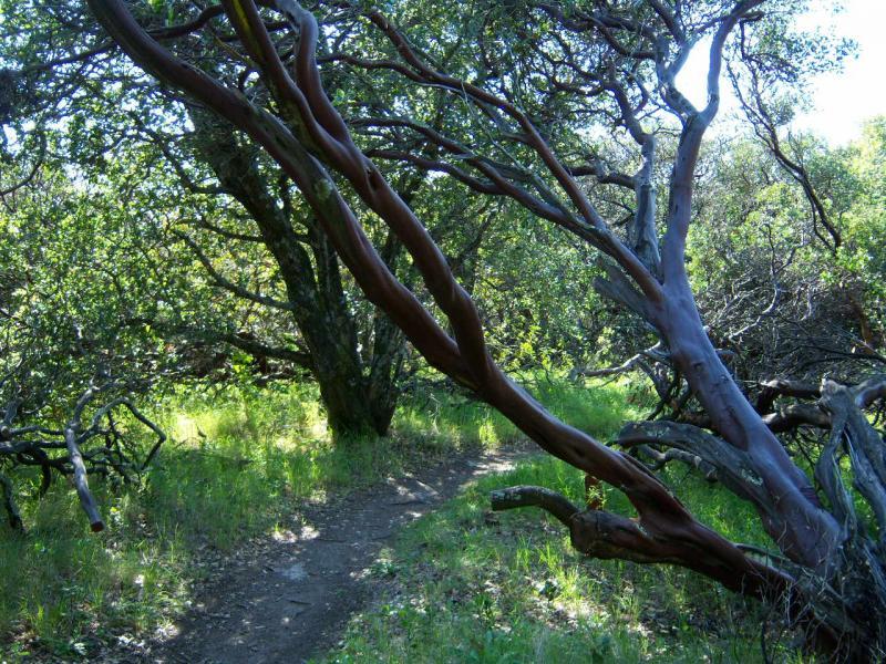 A winding dirt path surrounded by green grass and shrubs, featuring unique, twisting tree branches with smooth, reddish-brown bark. The scene is set in a sunlit woodland area, highlighting the lush foliage and natural beauty. Rockville Park mountain bike trail.
