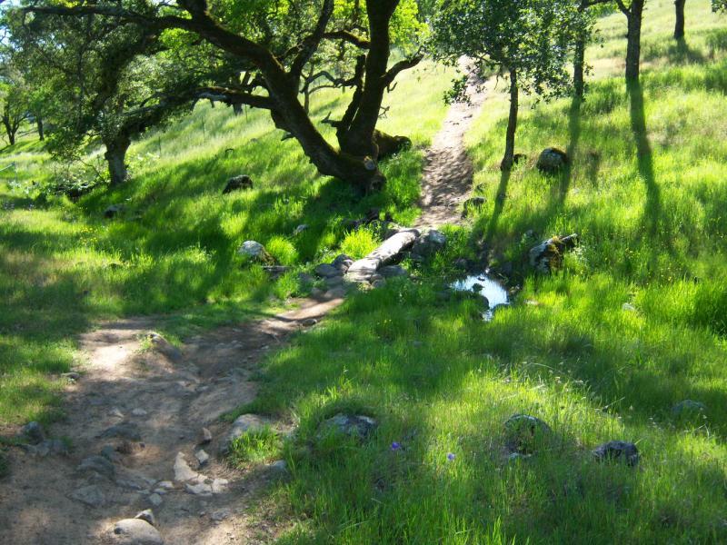 A serene landscape featuring a grassy path winding through a meadow. Tall green grass and patches of wildflowers surround the trail, with sunlight filtering through the branches of trees. A small stream flows alongside the path, and a fallen log serves as a natural bridge. Shadows from the trees create a dappled effect on the ground. Rockville Park mountain bike trail.