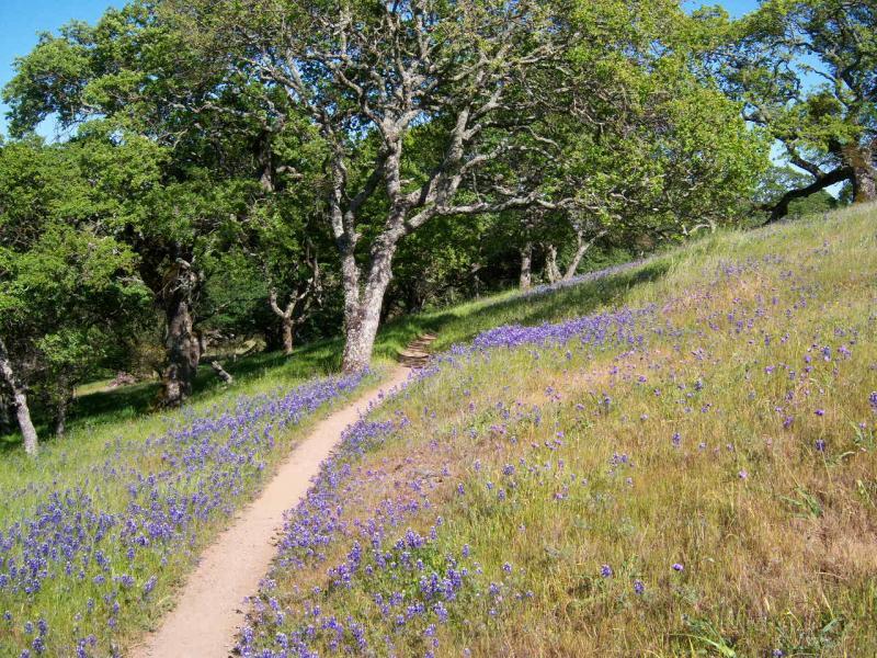 A winding dirt path surrounded by lush greenery and vibrant purple wildflowers, leading through a sunlit landscape with oak trees. Rockville Park mountain bike trail.