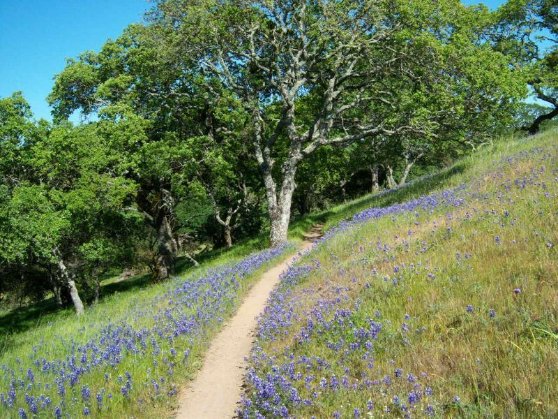 A sunny pathway winding through a lush green landscape, lined with vibrant purple wildflowers and large, leafy trees on either side. The sky is clear and blue, creating a serene and peaceful outdoor scene. Rockville Park mountain bike trail.