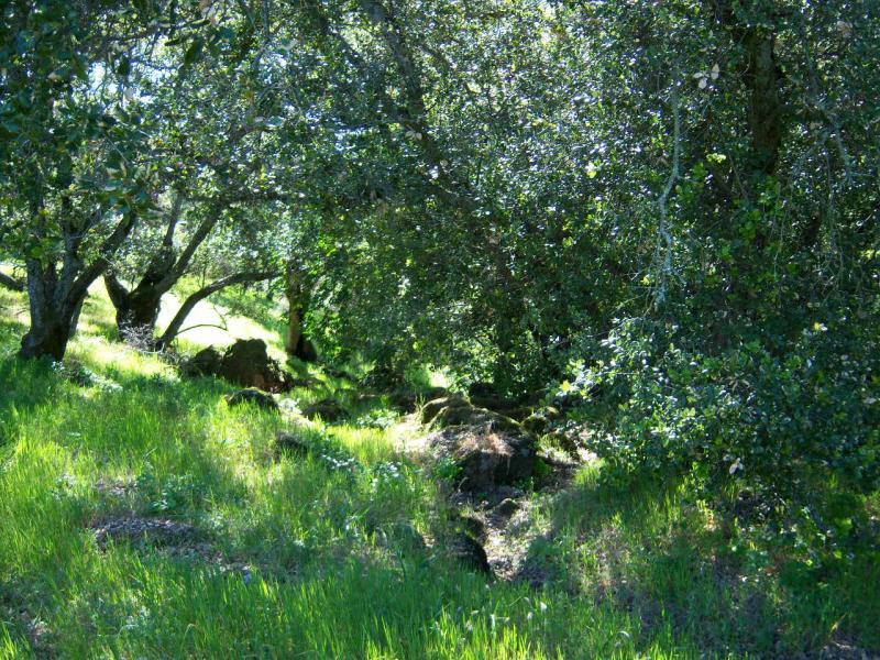 Lush green landscape with sunlight filtering through dense trees, showcasing a variety of plants and rocks in the foreground. Rockville Park mountain bike trail.