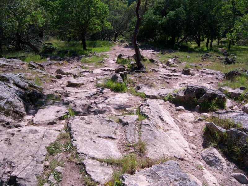 A rocky and uneven hiking trail winding through a grassy area, surrounded by trees. The path is made up of large, flat stones and is partly overgrown with patches of grass. Rockville Park mountain bike trail.