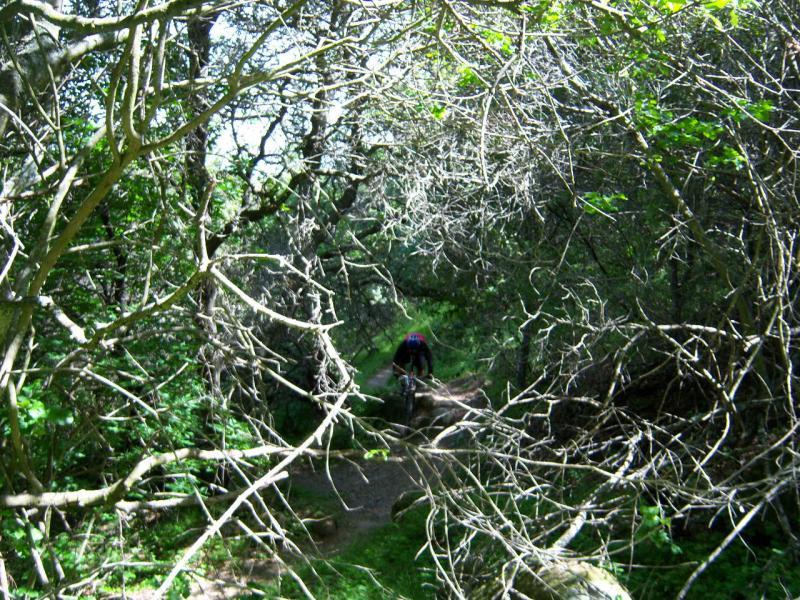 A mountain biker navigating a narrow path surrounded by dense greenery and twisting branches in a forested area. Sunlight filters through the foliage, creating a contrast between light and shadow along the trail. Rockville Park mountain bike trail.