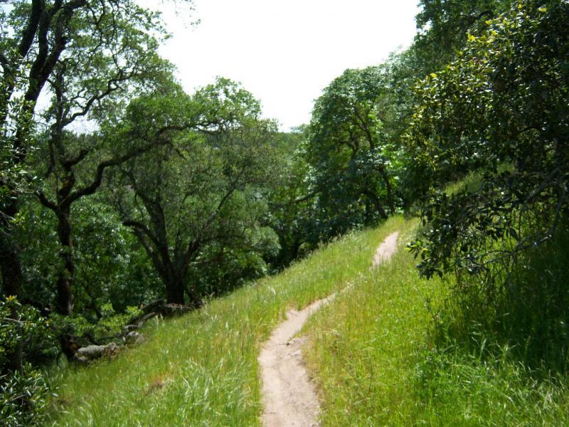 A winding dirt path through a lush green landscape, bordered by trees and tall grass, under a bright blue sky. Rockville Park mountain bike trail.