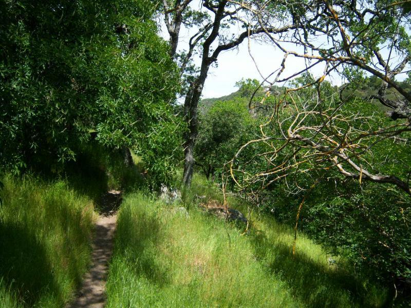 A narrow dirt path winding through a lush, green forest. Tall grasses and various trees line the trail, with sunlight filtering through the leaves, creating a serene and natural atmosphere. Rockville Park mountain bike trail.
