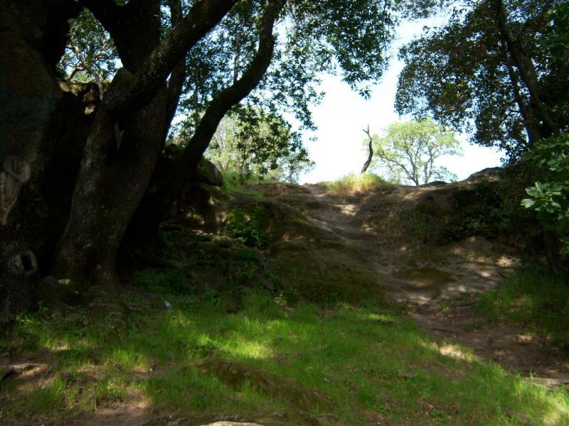 A tranquil, natural landscape featuring a gentle slope leading up to a grassy area, surrounded by large trees. Sunlight filters through the foliage, casting dappled shadows on the ground. The scene evokes a peaceful outdoor setting, ideal for hiking or exploration. Rockville Park mountain bike trail.