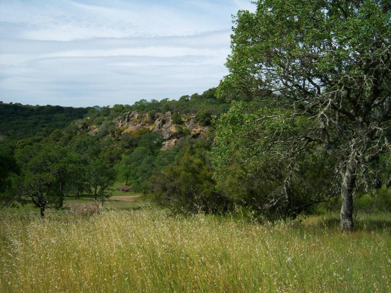 A scenic landscape featuring a lush grassy field in the foreground with wildflowers, transitioning to a dense area of trees. In the background, a rocky cliff rises above the greenery, under a partly cloudy sky. The scene conveys a peaceful and natural outdoor environment. Rockville Park mountain bike trail.