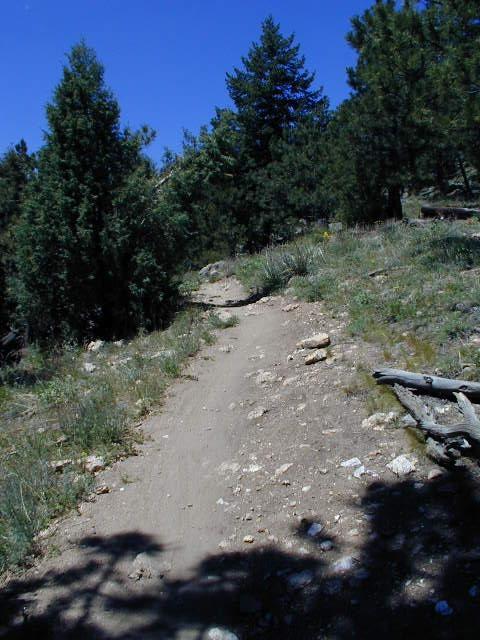 A dirt hiking trail winding through a wooded area, surrounded by tall conifer trees and scattered rocks. The sky is clear and blue, and wildflowers are visible along the edges of the path. Shadows from the trees create patterns on the trail. White Ranch mountain bike trail.