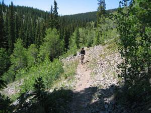 A person biking on a narrow trail surrounded by lush green vegetation and tall trees in a mountainous landscape on a sunny day. Monarch Crest Trail mountain bike trail.