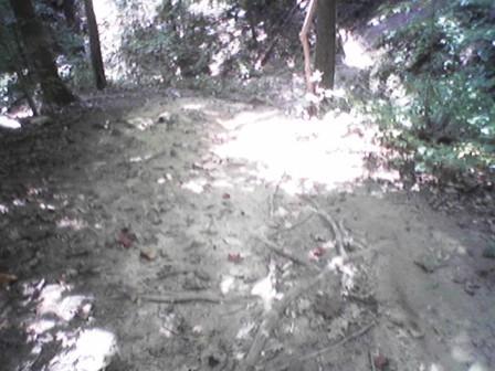 A sunlit forest floor covered with leaves and roots, surrounded by dense greenery and trees. Lake Accotink Network mountain bike trail.