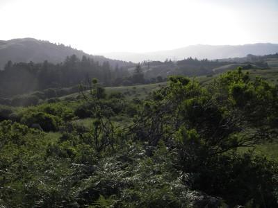 A scenic view of rolling green hills under a bright sky, with sunlight illuminating the landscape and soft mist in the distance. Lush vegetation and trees dot the foreground, creating a tranquil, natural atmosphere. Russian Ridge mountain bike trail.